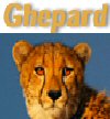 Il ghepard software gestionale per le agenzie di recupero crediti